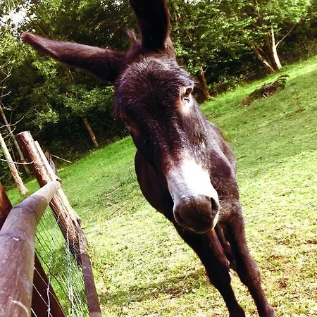 Bed & Breakfast Les Chevreuils