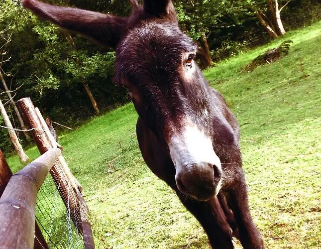 Bed & Breakfast Les Chevreuils